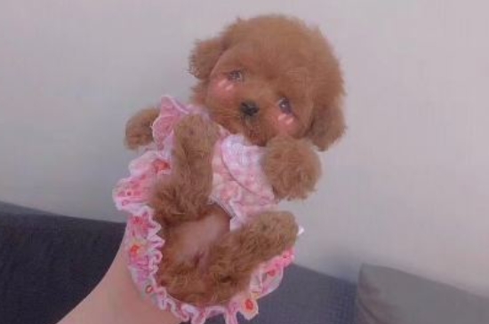 泰迪狗狗能吃草莓吗