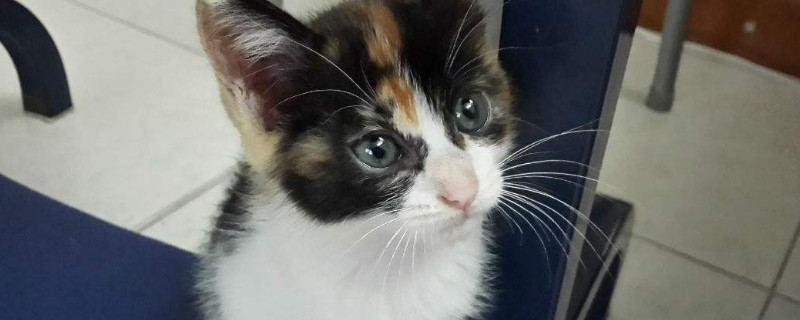 三花猫为什么没有公的