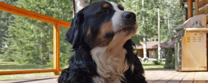伯恩山犬缺点