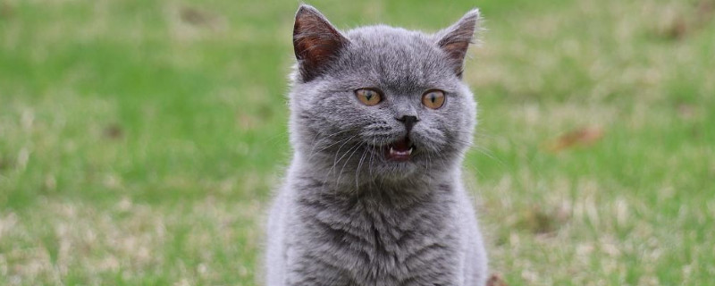 英国短毛猫什么颜色好