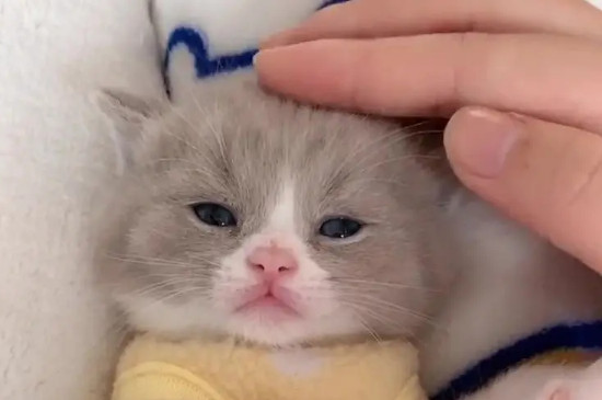 猫用前爪按来按去是什么意思