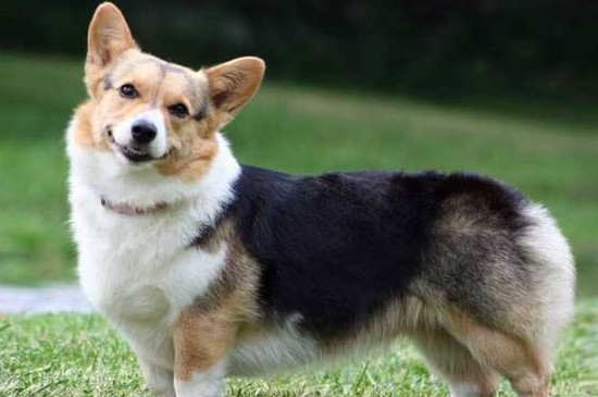 柯基犬好养吗，比较好养但有3个注意事项