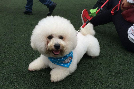 熊狗是什么品种