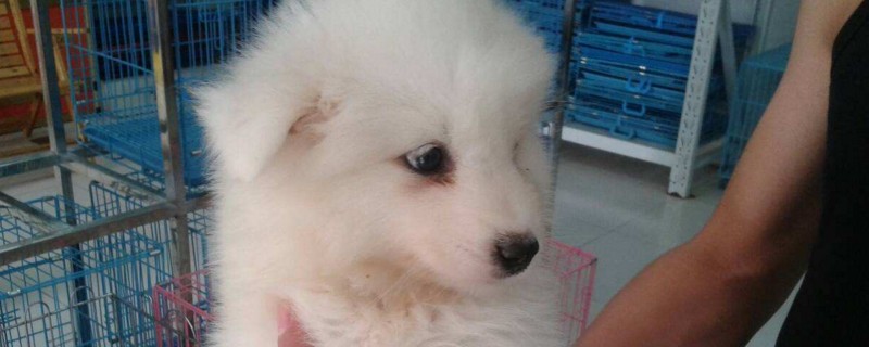 萨摩耶犬多少钱一只