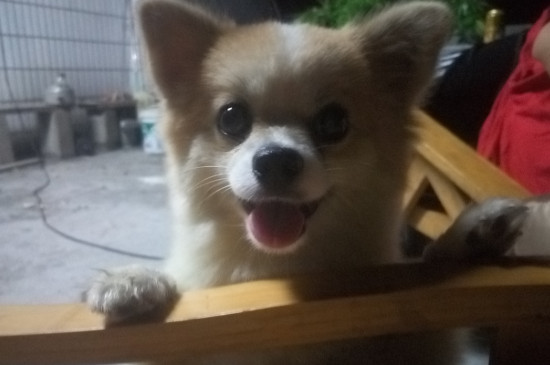 狗狗身上有蜱虫怎么办，狗身上的蜱虫怎么去除
