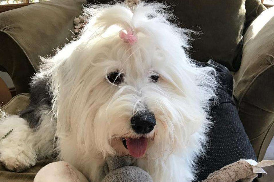 英国古代牧羊犬咬人吗