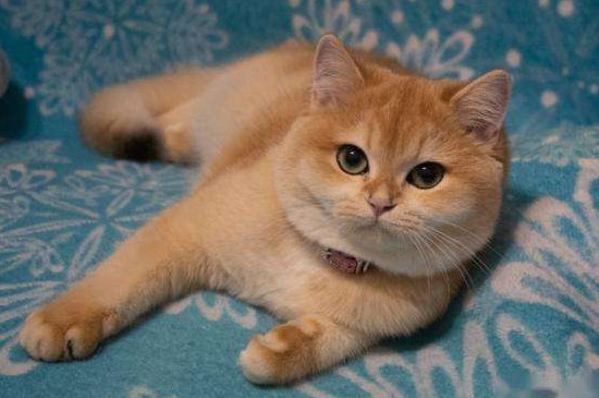 猫咪能吃什么