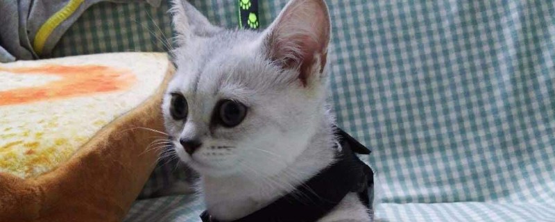猫咪太热了会死吗