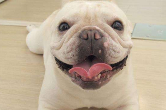法斗犬的优缺点