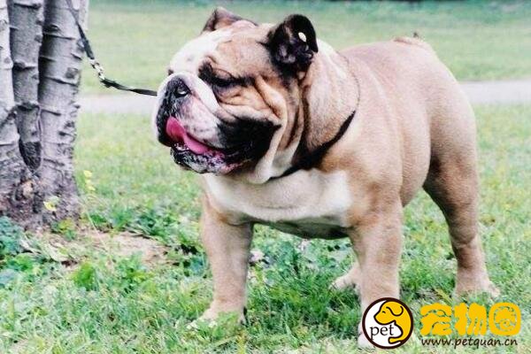盘点五类斗牛犬，中国斗牛犬也曾红极一时(如今濒危)