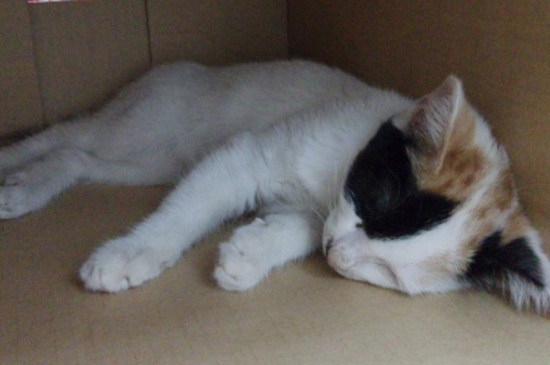 猫一次生几只小猫