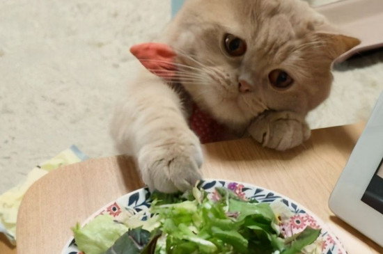 猫有肚脐眼吗