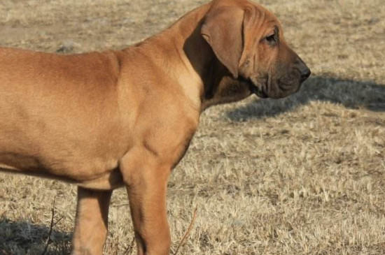 世界十大恶犬