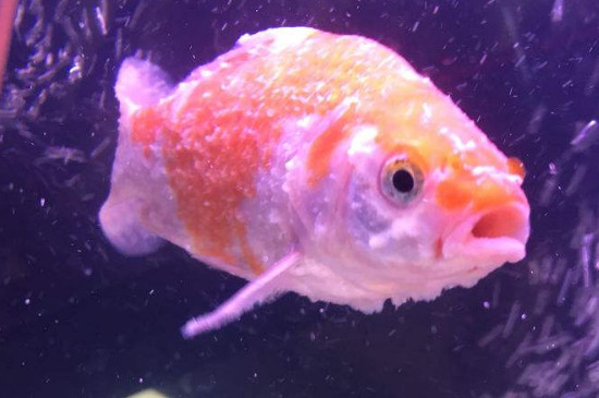 金鱼头上有白色絮状物