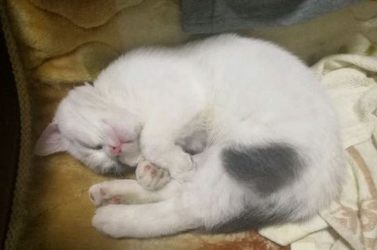 猫可以吃生鸡蛋吗