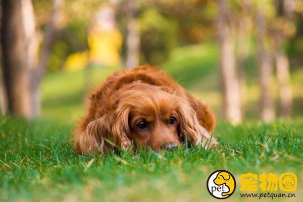 可卡犬是猎犬，英国可卡犬是美国可卡犬的祖先