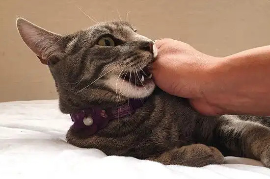 猫咪咬人打它会记仇吗
