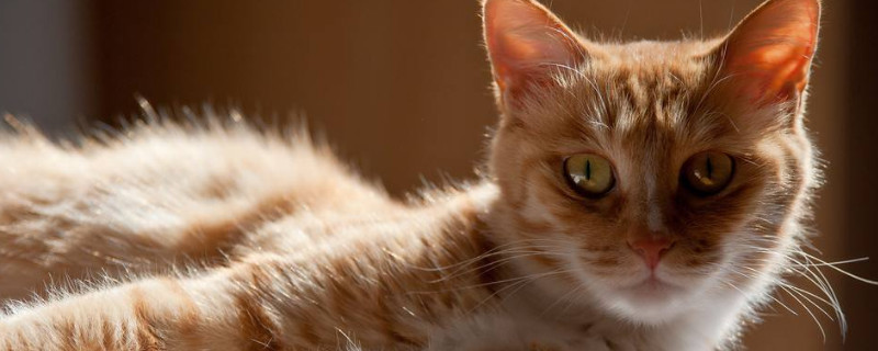 猫生小猫前提示主人的表现
