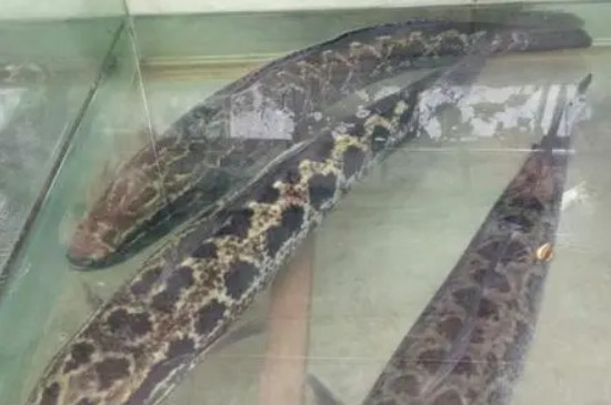 黑鱼在家怎么养