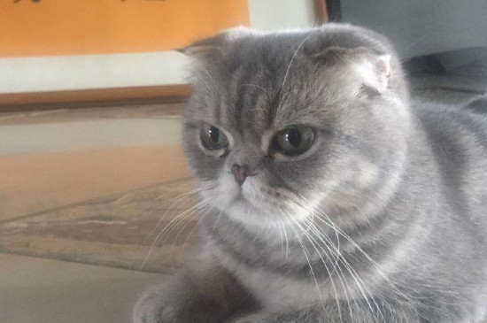 猫能吃煮鸡蛋吗