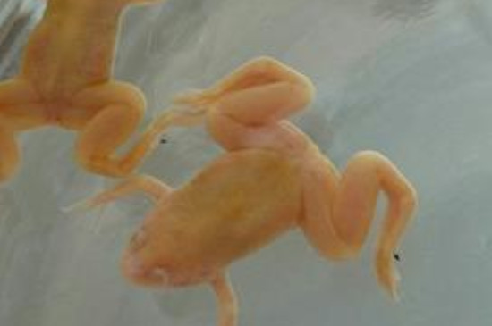 小金蛙怎么养