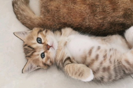 猫在地上打滚磨蹭什么意思