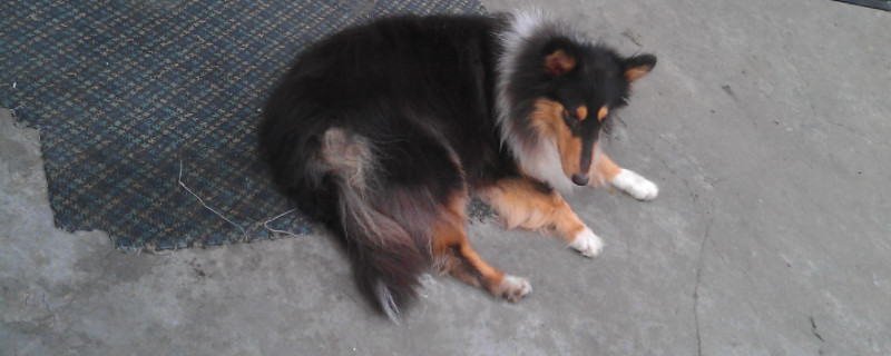 喜乐蒂牧羊犬吃多少