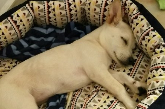 狗狗像一抽一抽喘不上气