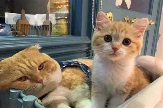 家里猫咪死了怎么处理