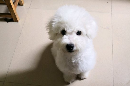 比熊犬难产症状
