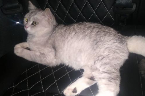 猫咪的寿命是多少年