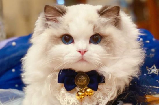 猫可以用人的沐浴露吗