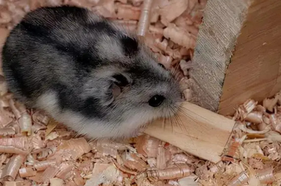 仓鼠会被冻死吗