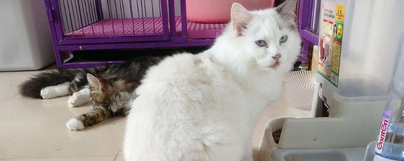 猫体内驱虫多久一次