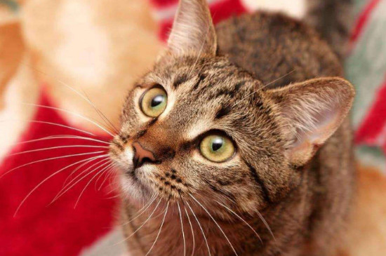 猫的胡子有什么作用