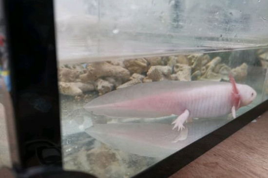 六角恐龙鱼容易死吗