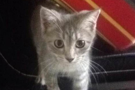 猫一次生几只小猫