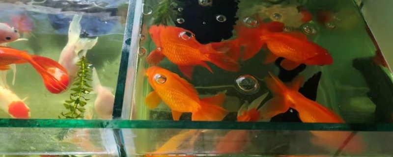 小鱼缸水浑浊怎么处理