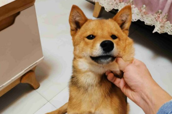 柴犬讨厌主人的表现