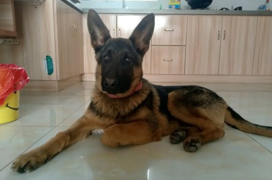一窝东德牧羊犬怎么挑选
