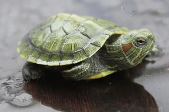 乌龟一年可以长多大