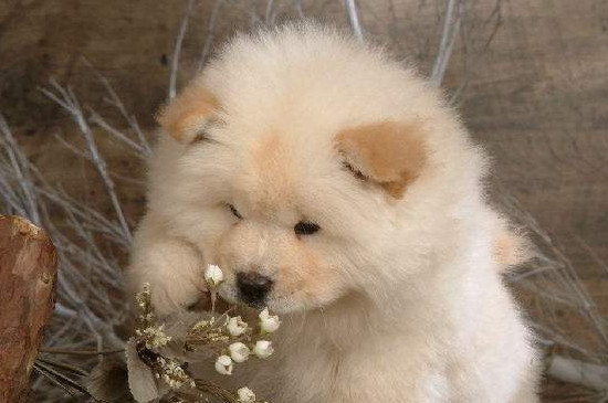松狮犬能长多大