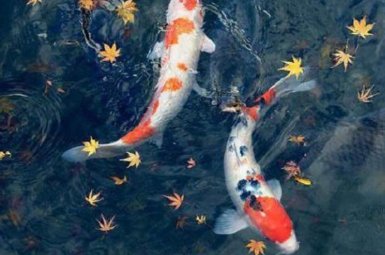 锦鲤侧翻解救方法