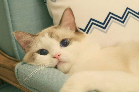 女人养猫的好处和坏处，女人养猫为什么不好