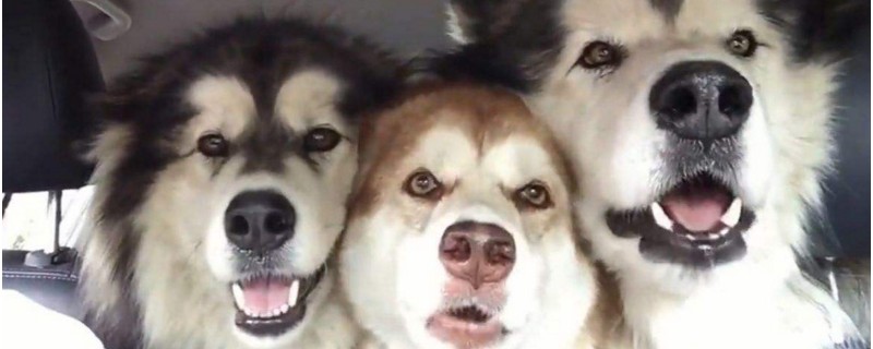 雪橇三傻凑齐的后果