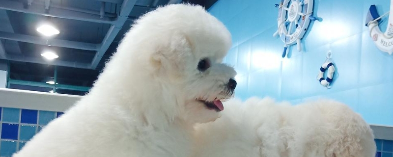 比熊为什么喜欢轻咬主人