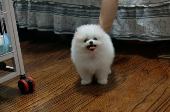 博美犬不能吃什么