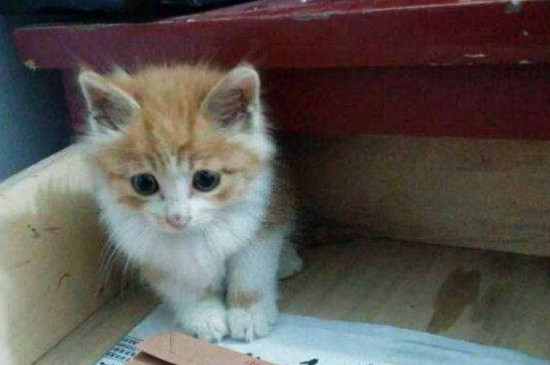一个月的流浪猫怎么养