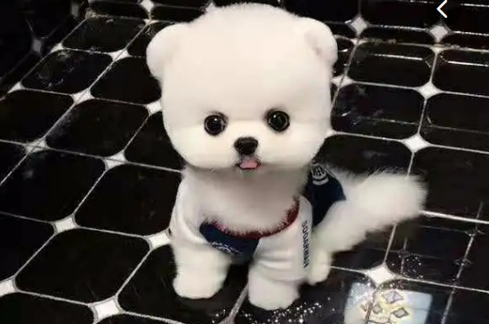博美俊介跟博美的区别