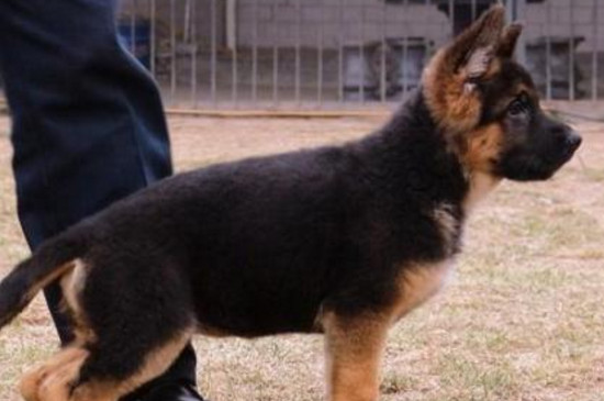 如何挑选德牧短毛幼犬